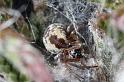 Dictyna_arudinacea_D7424_Z_89_NP De Hoge Veluwe_Nederland